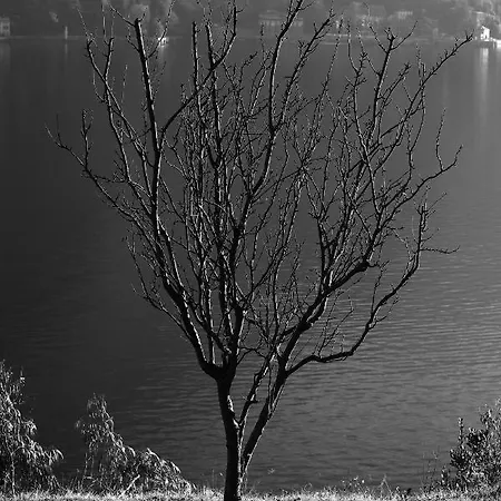 Monti * 브루나테